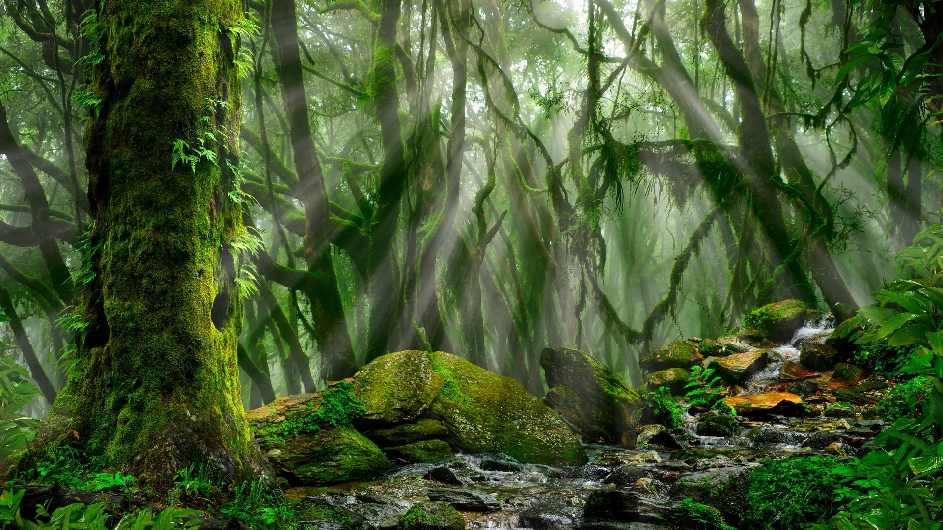 Üppiger Amazonas-Regenwald mit Bachlauf